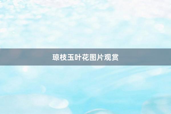 琼枝玉叶花图片观赏